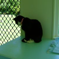02-homestead-cattery-ashhurst-palmerston-north-13.jpg